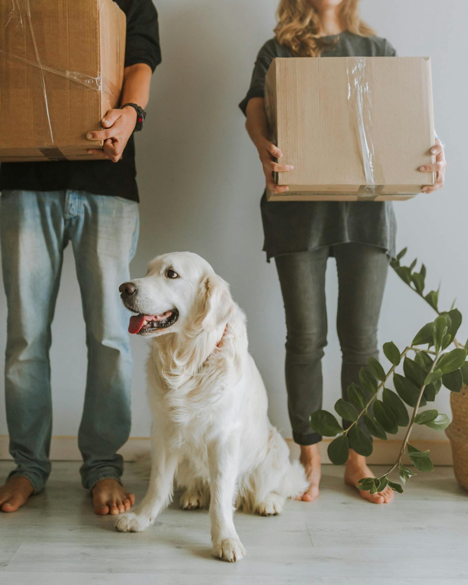 Casal com golden retriever no dia da mudança, cercados de caixas